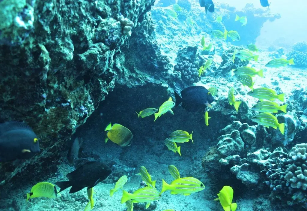 ハワイの海