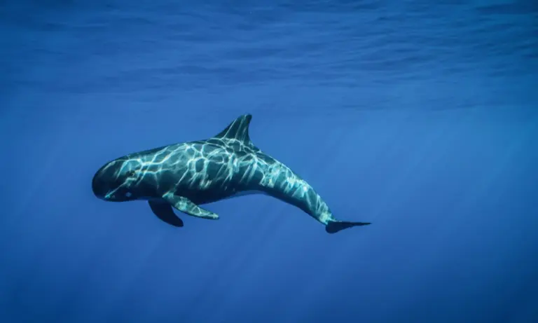 時々登場するゴンドウクジラ