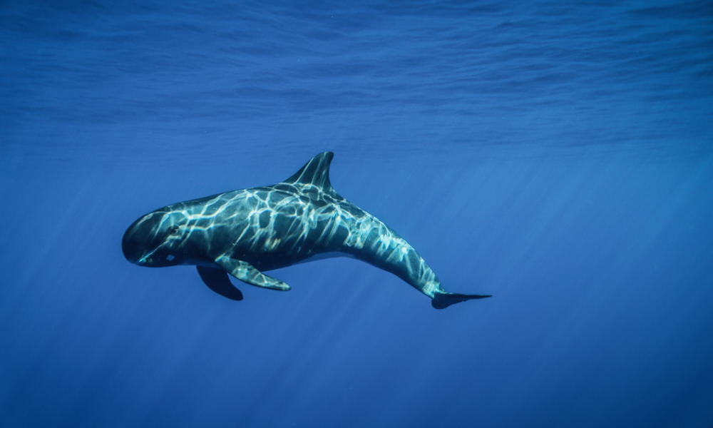 You are currently viewing ハワイで出会える「ゴンドウクジラ」：その習性と魅力とは？