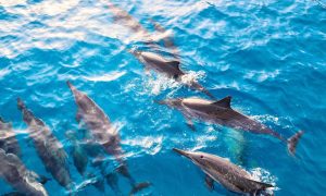Read more about the article ハワイの自然と、守られてきた命｜イルカと絶滅危惧種を守る理由