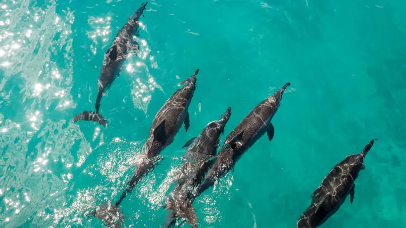 Oahu Dolphins and You tour Trip protection