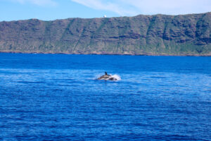 Read more about the article Unforgettable Experience: Orcas Spotted During the Dolphins and You Tour!