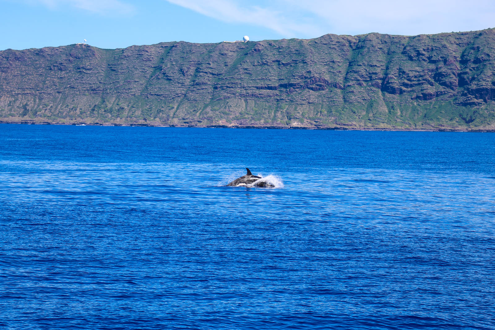 Read more about the article Unforgettable Experience: Orcas Spotted During the Dolphins and You Tour!