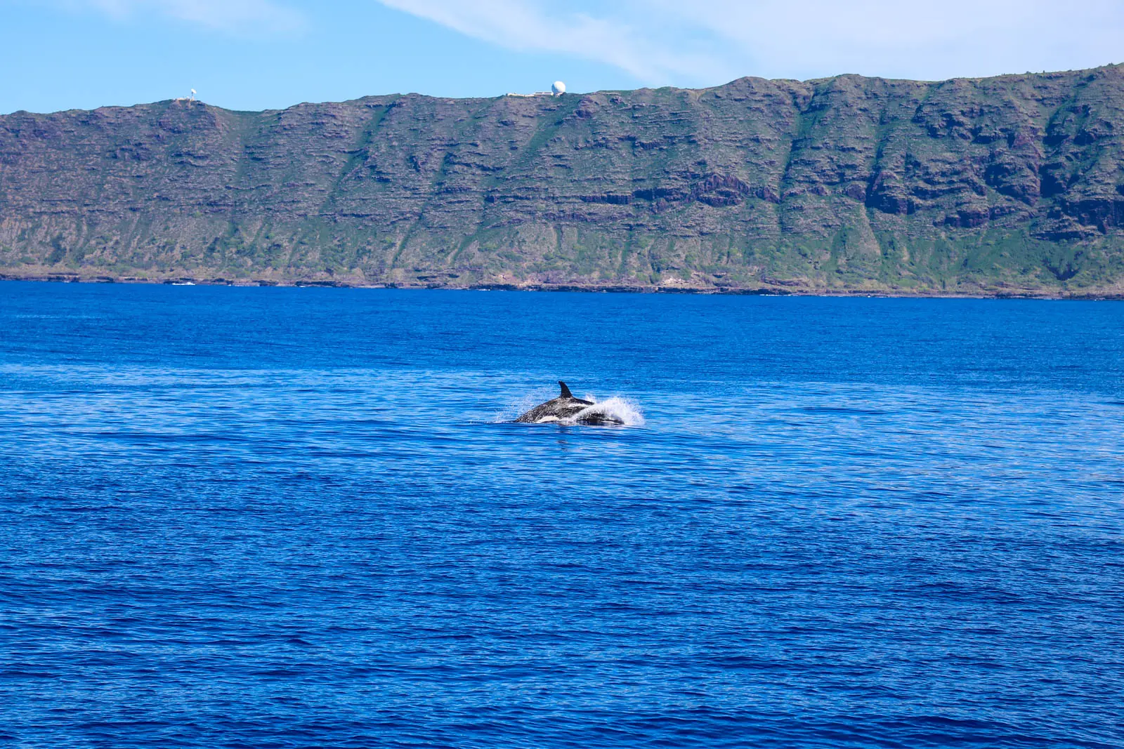 Read more about the article Unforgettable Experience: Orcas Spotted During the Dolphins and You Tour!