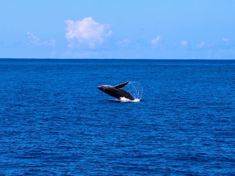 Whale migrates Hawaii