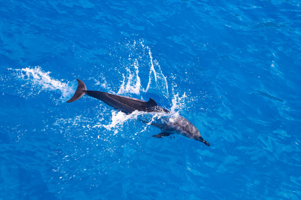 Oahu Pearl Harbor Dolphin Combo