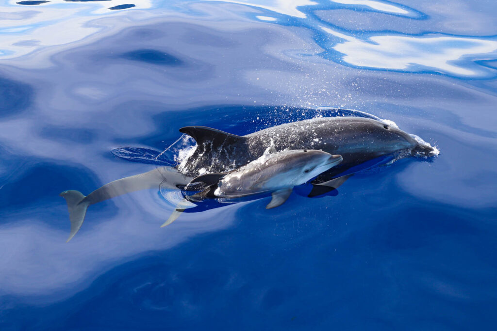 Oahu Pearl Harbor Dolphin Combo