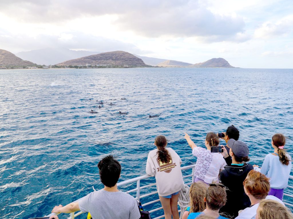 Wild dolphin watching tour in west Oahu
