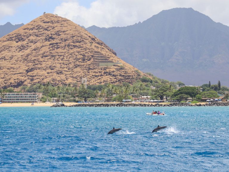 Dolphin watching west Oahu