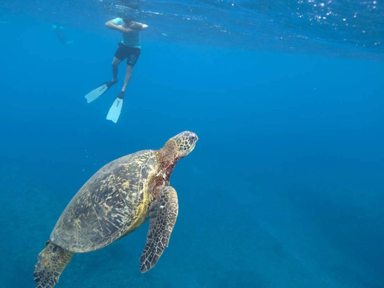 Turtle encounter West Oahu