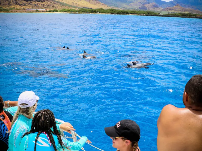 Dolphin watching in Oahu