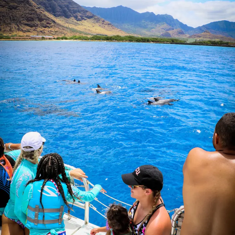 Family-friendly dolphin watching tour