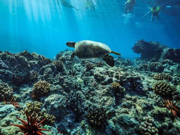 Turtle snorkeling Hawaii