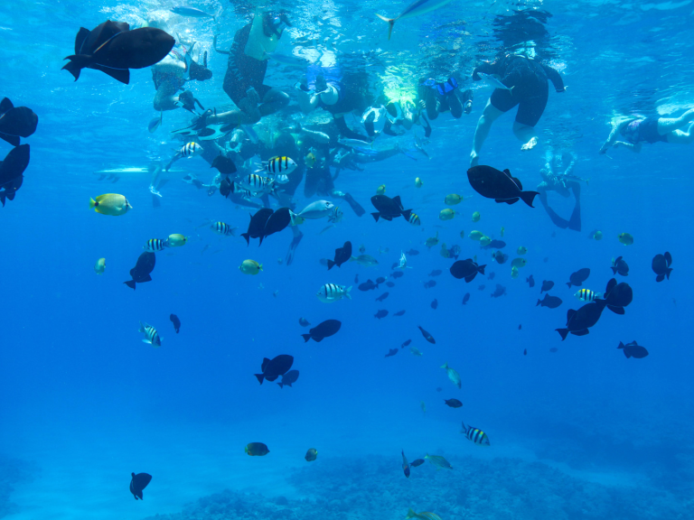west oahu snorkeling