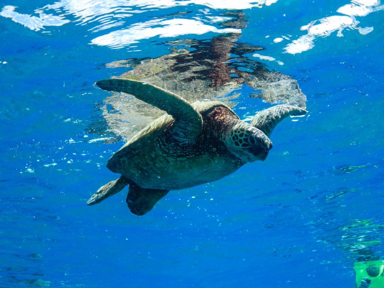 Swim with Green sea turtle