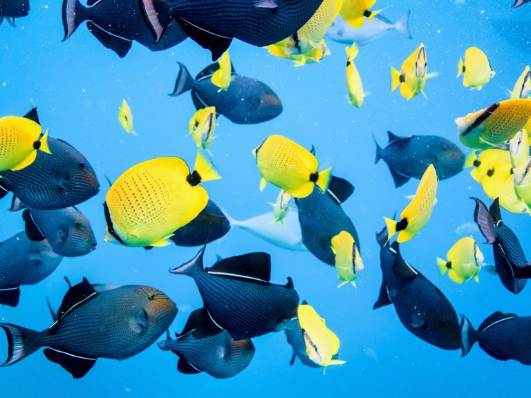 Snorkeling in Oahu