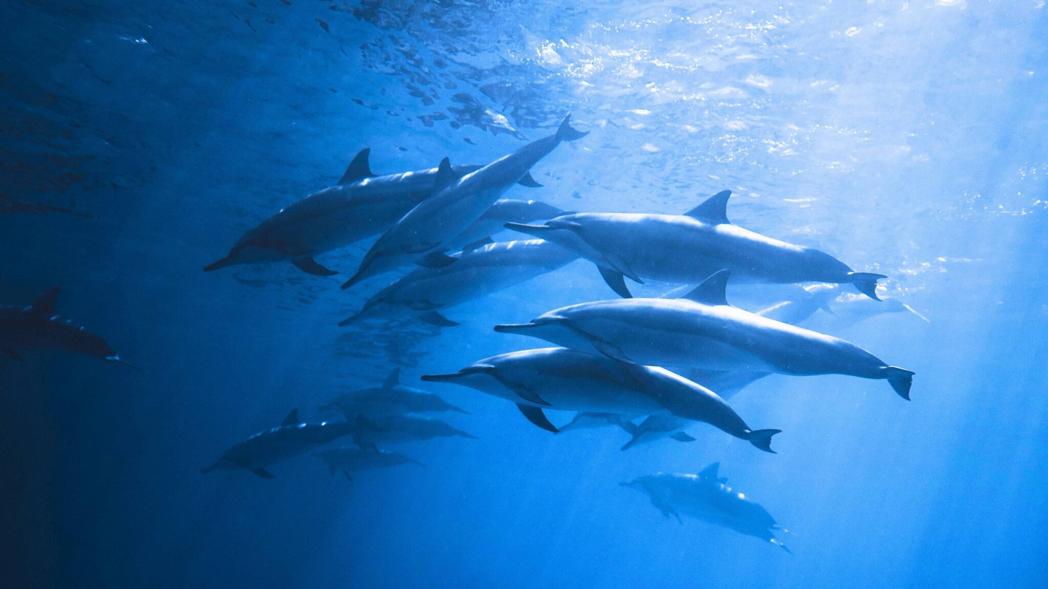 Read more about the article Dolphin Fun Facts Vol. 1: Amazing Insights About These Beloved Creatures