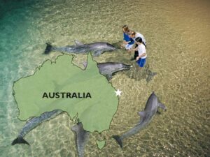 Read more about the article Discovering Dolphin Island, Australia: Spotting Dolphins at Moreton Bay