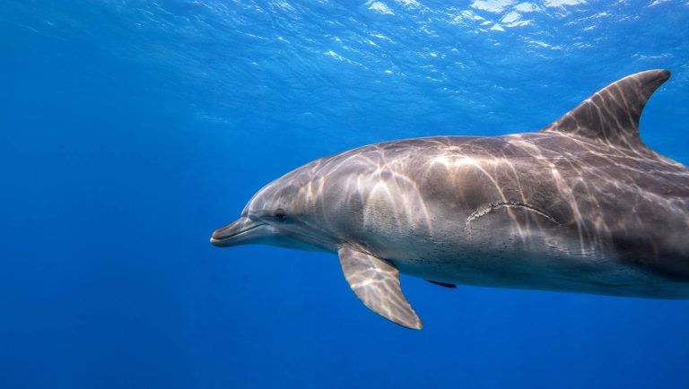 DolphinBite
