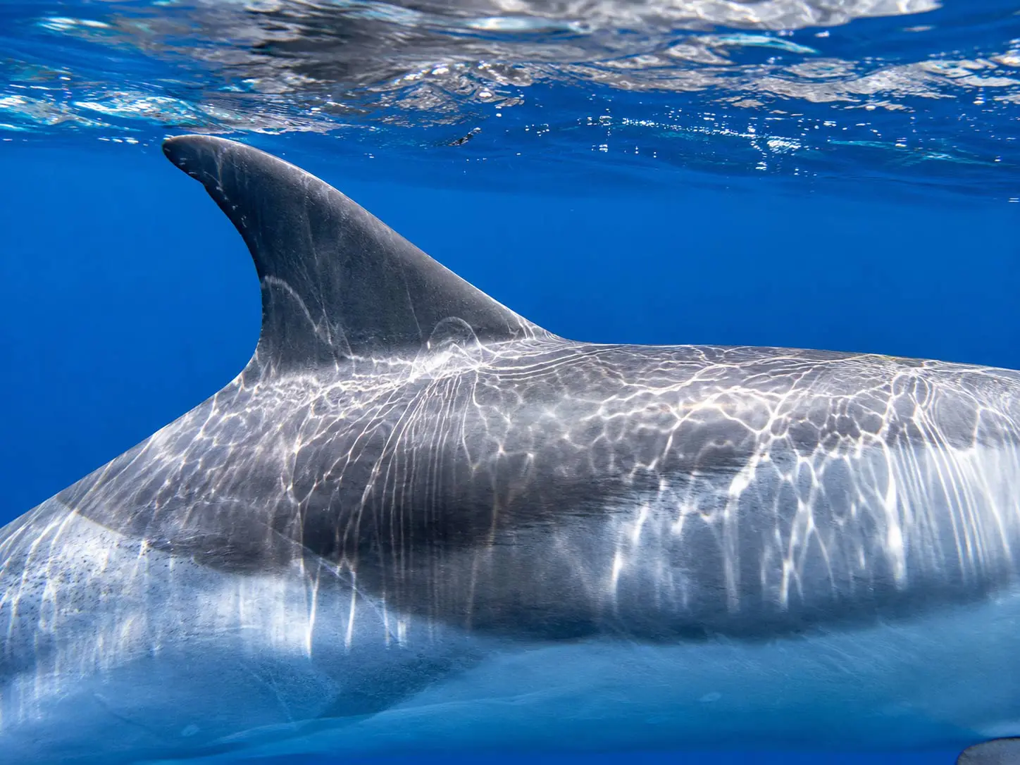 Read more about the article What’s Under a Dolphin’s Skin? The Hidden Power of Blubber in Hawaiian Waters
