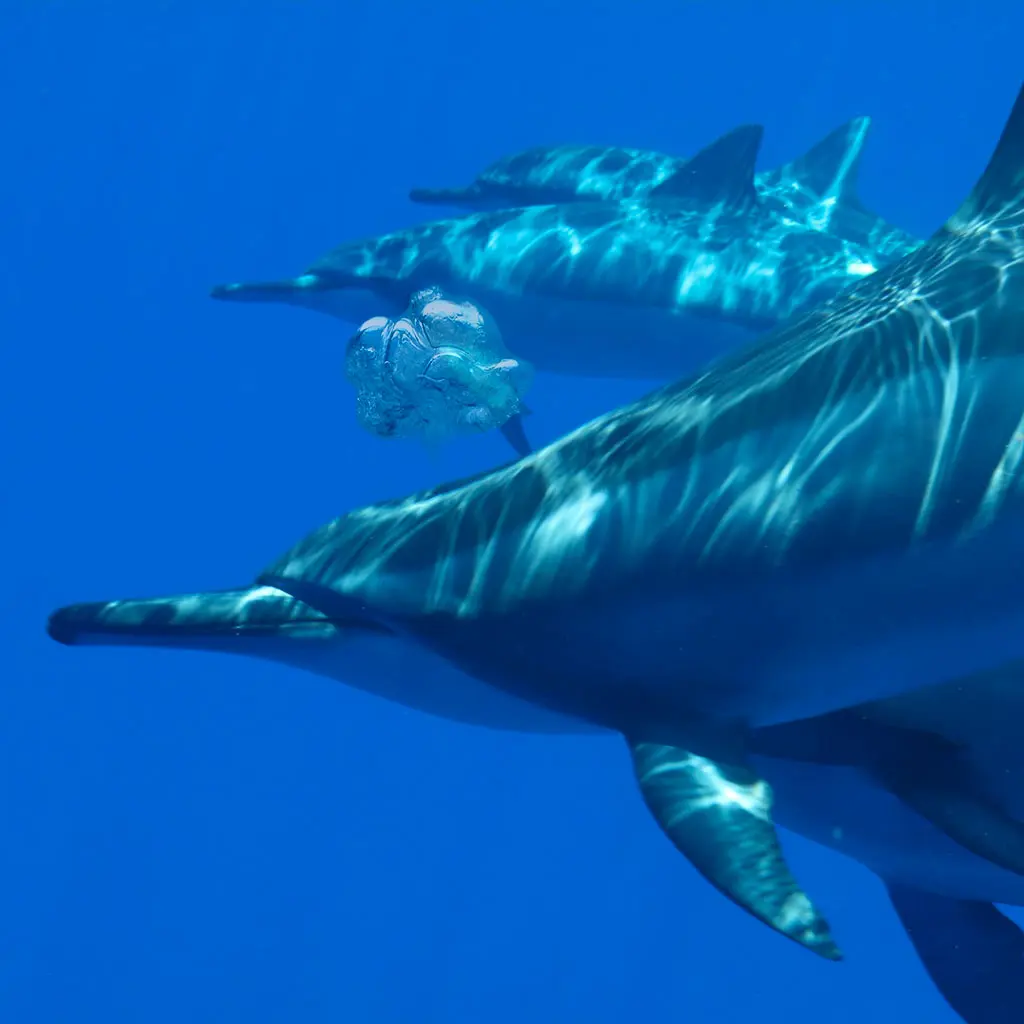 Read more about the article Why Do Dolphins Blow Bubbles? The Science Behind a Surprising Behavior