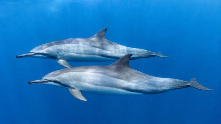 Dolphin Couple