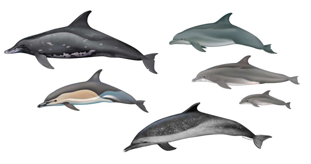 Which species of dolphins are known to visit Hawaii? - Dolphins And You