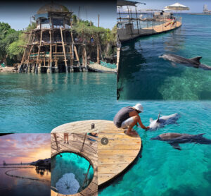 Read more about the article Dolphin Reef Eilat: A Unique Experience in the Red Sea’s Heart