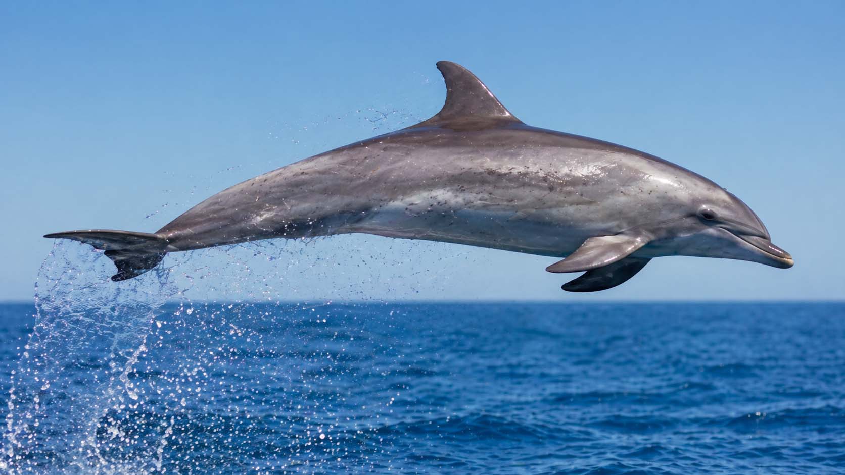 Read more about the article How Fast Can Dolphins Swim? The Answer Will Surprise You