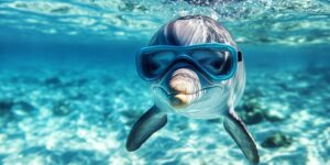 Read more about the article Should You Bring Your Own Snorkel Gear for an Oahu Dolphin Tour?