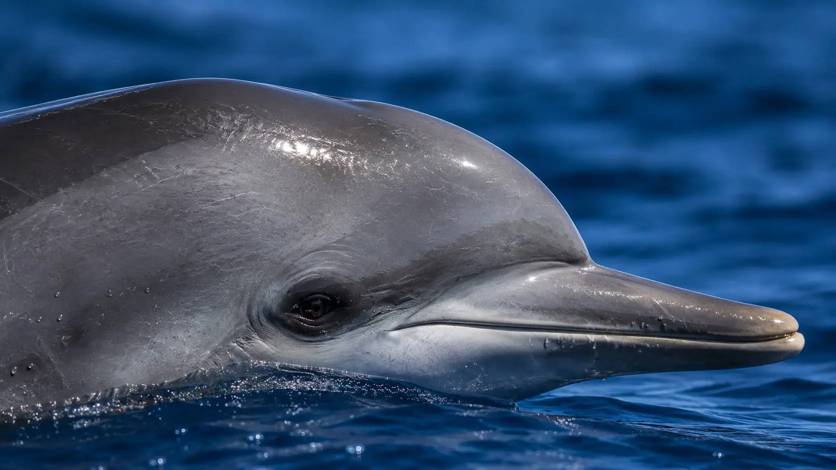 Read more about the article The Dolphin’s Melon: What That Remarkable Forehead Actually Does