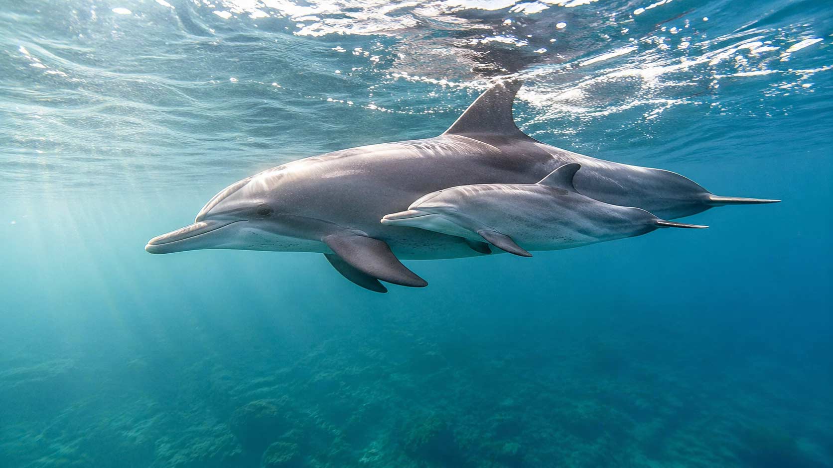 Read more about the article The Heartbreaking Truth: How Dolphins Respond to the Loss of a Pod Member