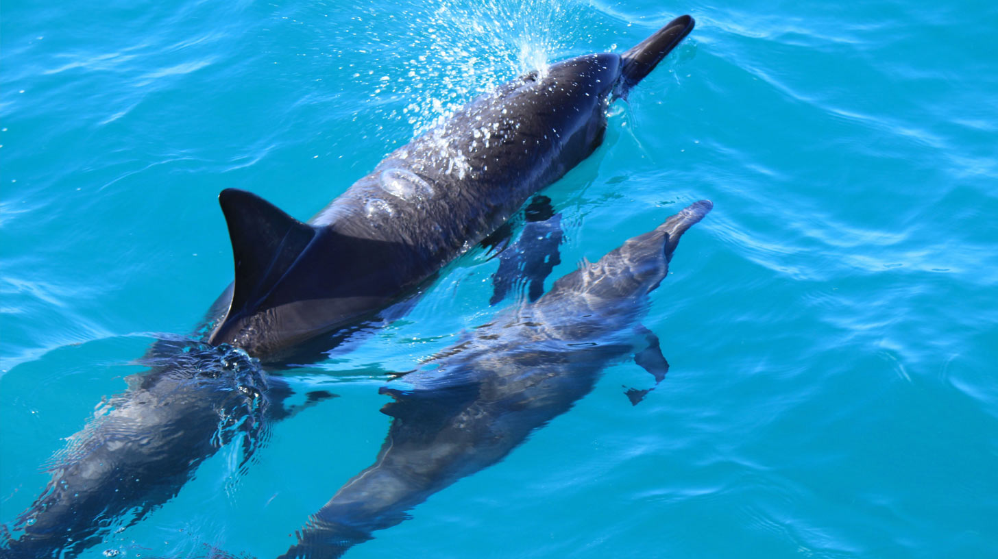 Why do dolphins like swimming next to boats? - Dolphins And You