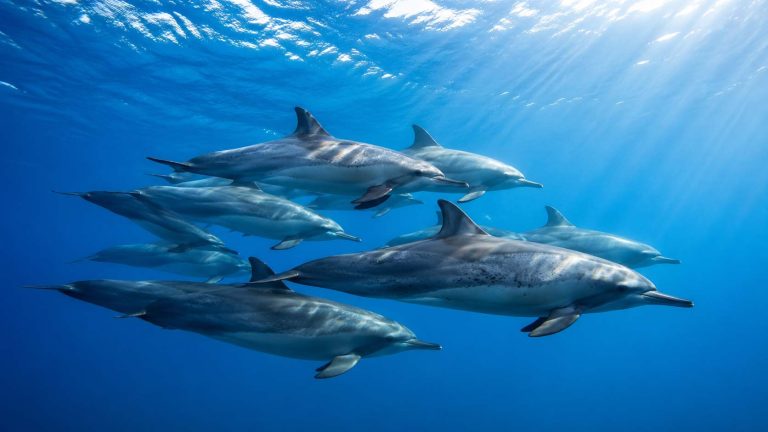 Hawaiian spinner dolphins