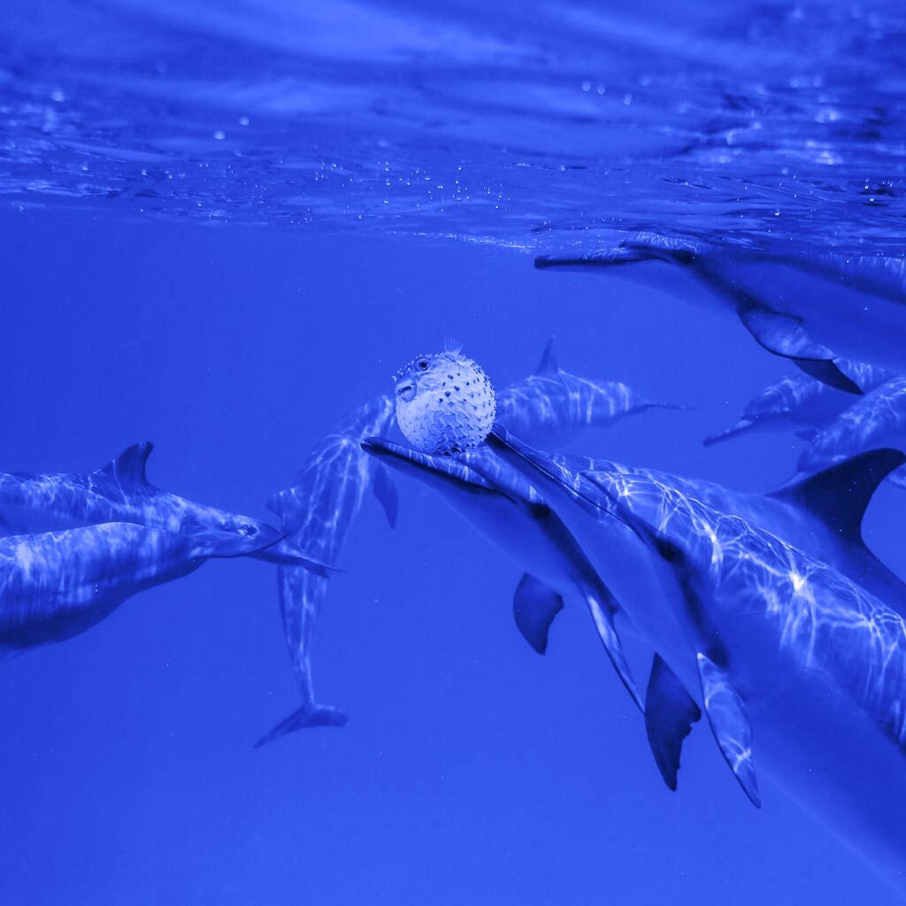 Dolphins playing with Puffer fish