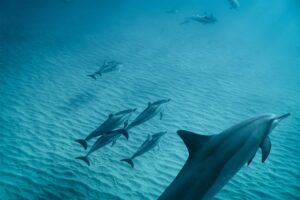 Read more about the article During which season can dolphins be found in Oahu?