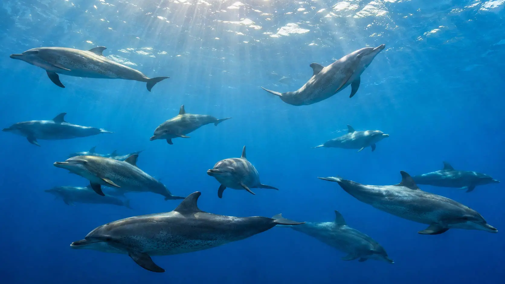 Read more about the article How Do Dolphins Get Fresh Water? The Surprising Science of Dolphin Hydration