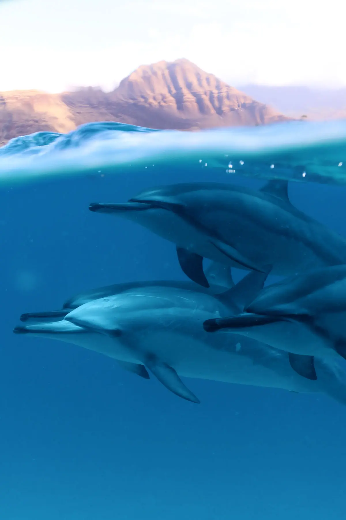 Read more about the article What is the best time of the day to see dolphins?