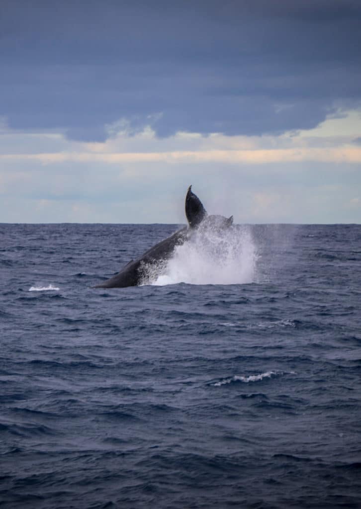 Oahu Whale Watching Season | 15% Off Tour | When to see Whales Hawaii