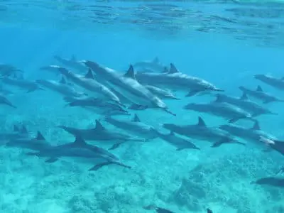Group of dolphin swimming