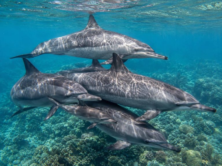 DolphinsCruisinSocially