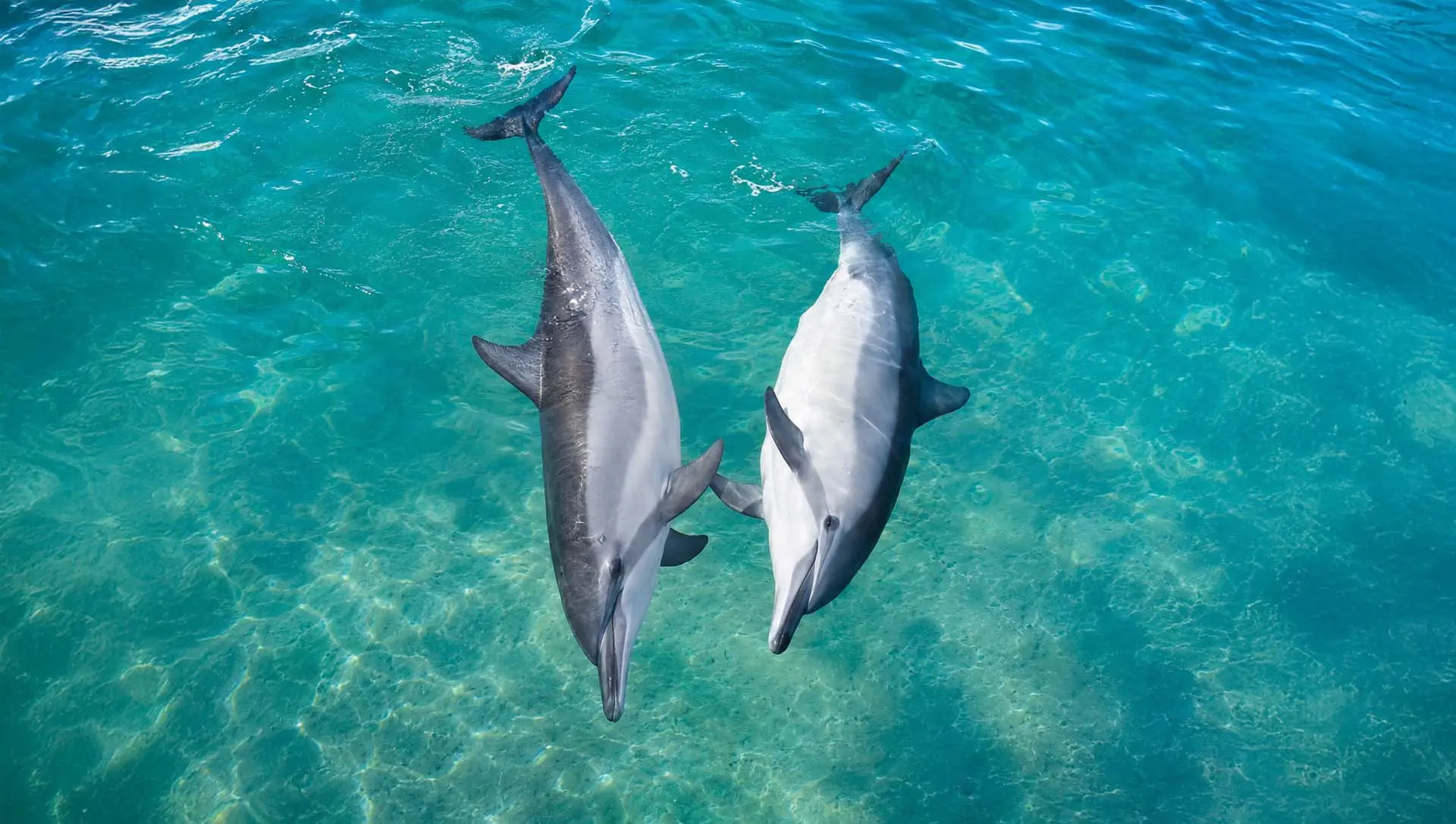 Read more about the article Spinner Dolphin Courtship in Hawaii: What Really Happens When Dolphins Fall for Each Other