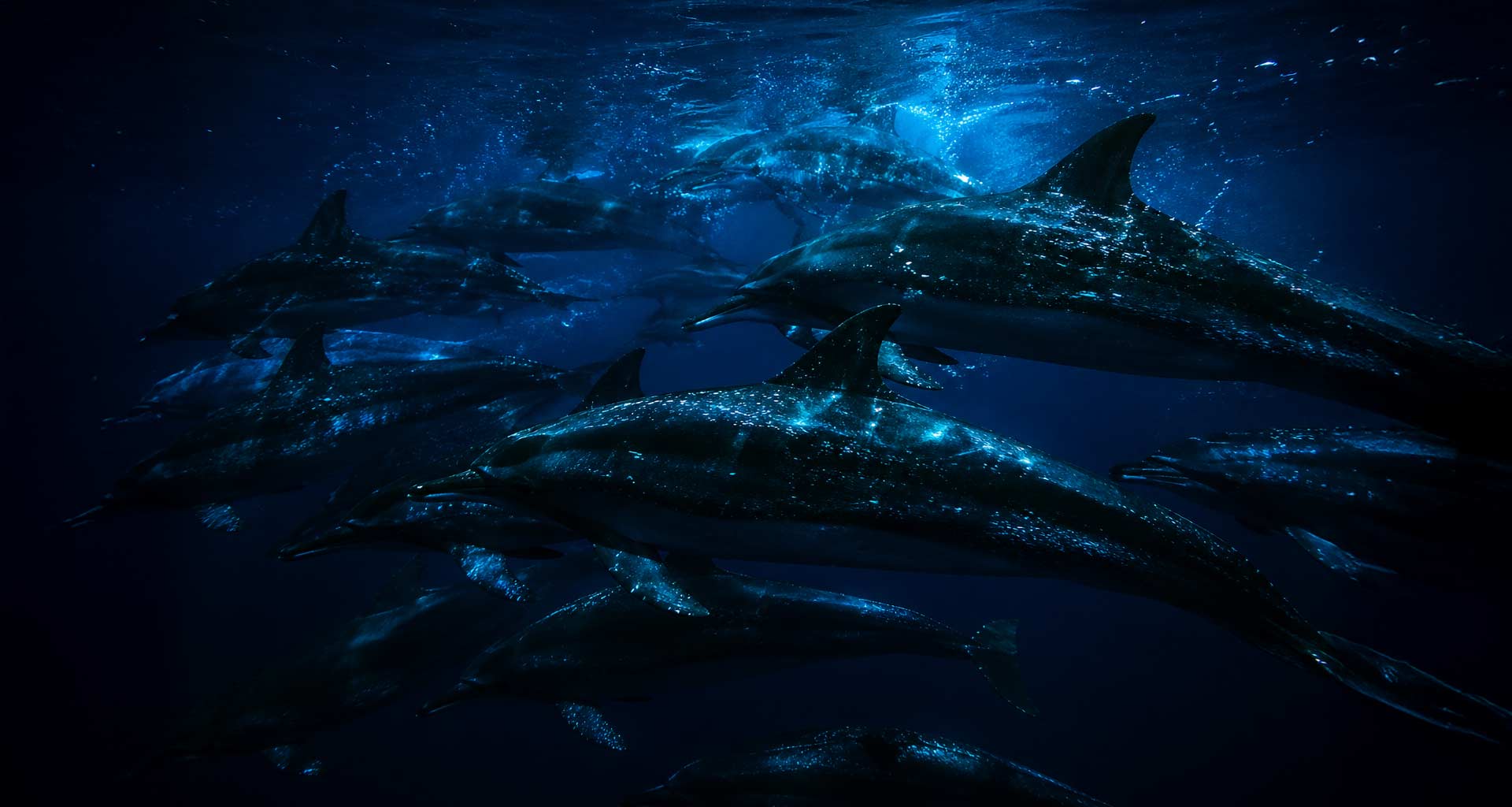 Read more about the article Pack Hunters of the Deep: How Spinner Dolphins Catch Their Food in Hawaiian Waters
