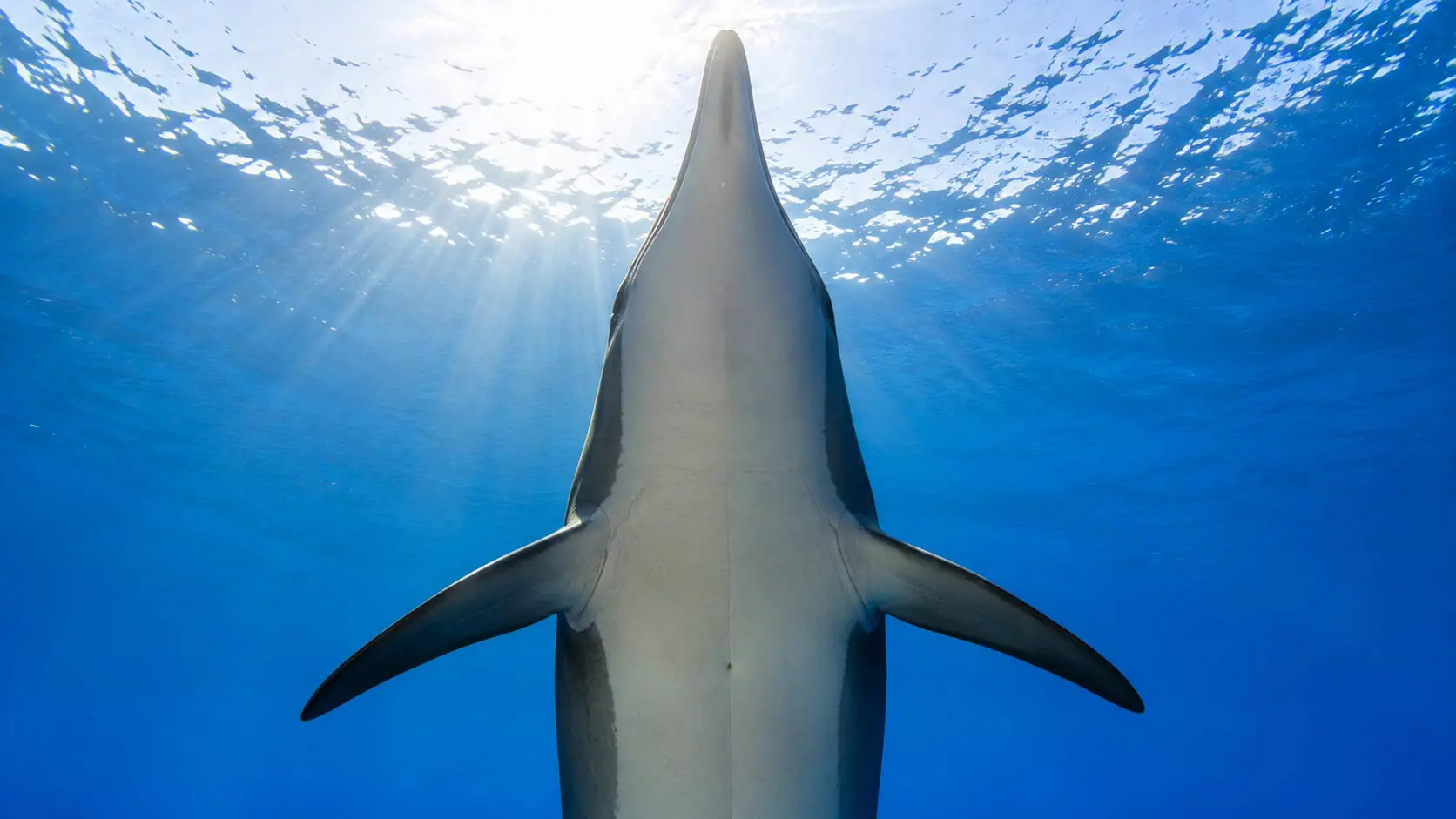 Read more about the article Warm-Blooded in Cold Water: How Dolphins Regulate Their Body Temperature