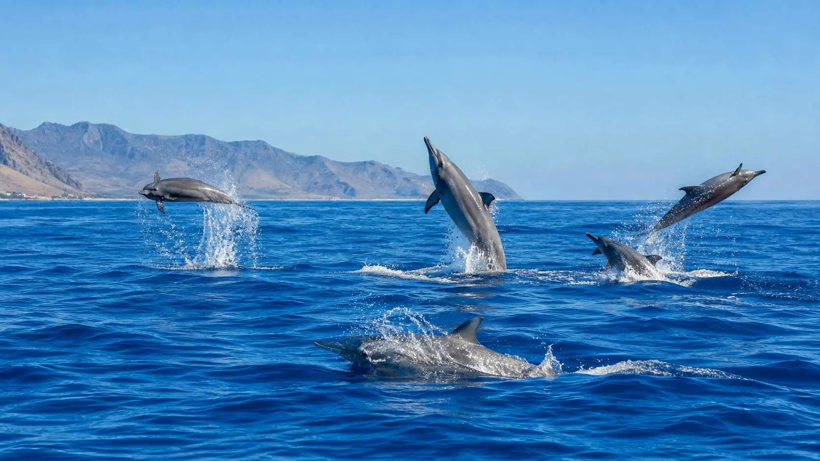 Read more about the article Why Dolphins Are Among the Most Playful Animals in the Ocean