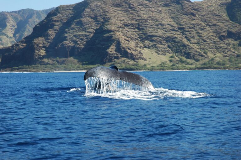 Humpback whales Hawaii