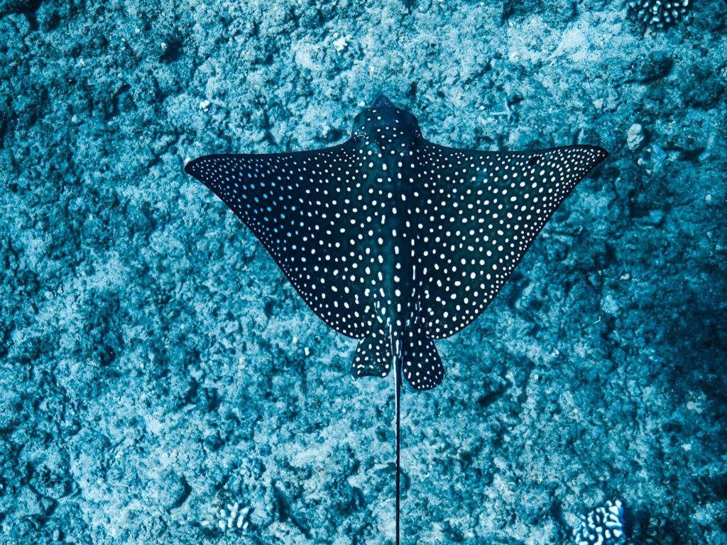 Spotted eagle rays
