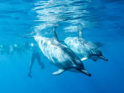 Swimming with dolphins in Oahu