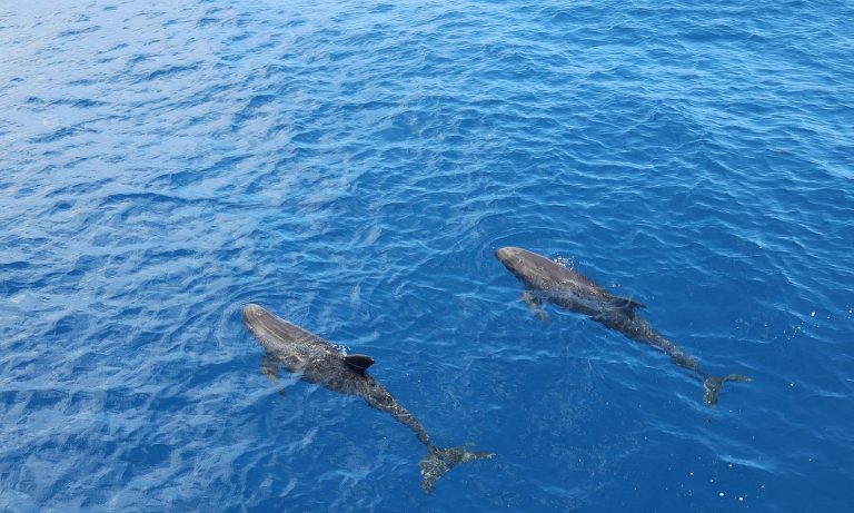 False Killer Whales in Hawaii