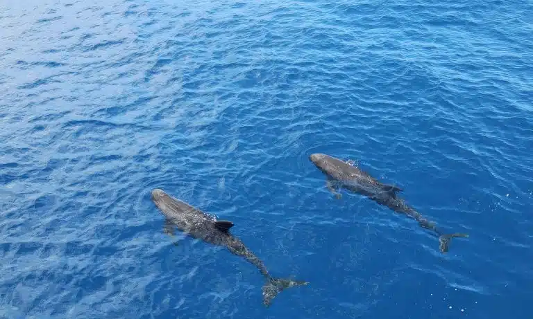 False Killer Whales in Hawaii